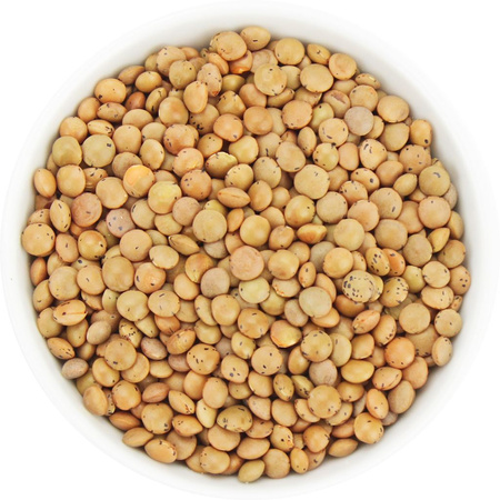 Lenticchie marroni BIO (crude) (25 kg) 6