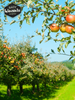 Frutteti Wincenta 100% succo multifrutto naturalmente torbido 3 l