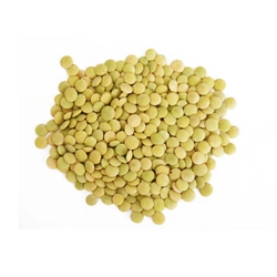 Lenticchie verdi (Larida) 10 kg - TOLA